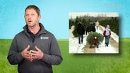 Picking the Best Christmas Tree