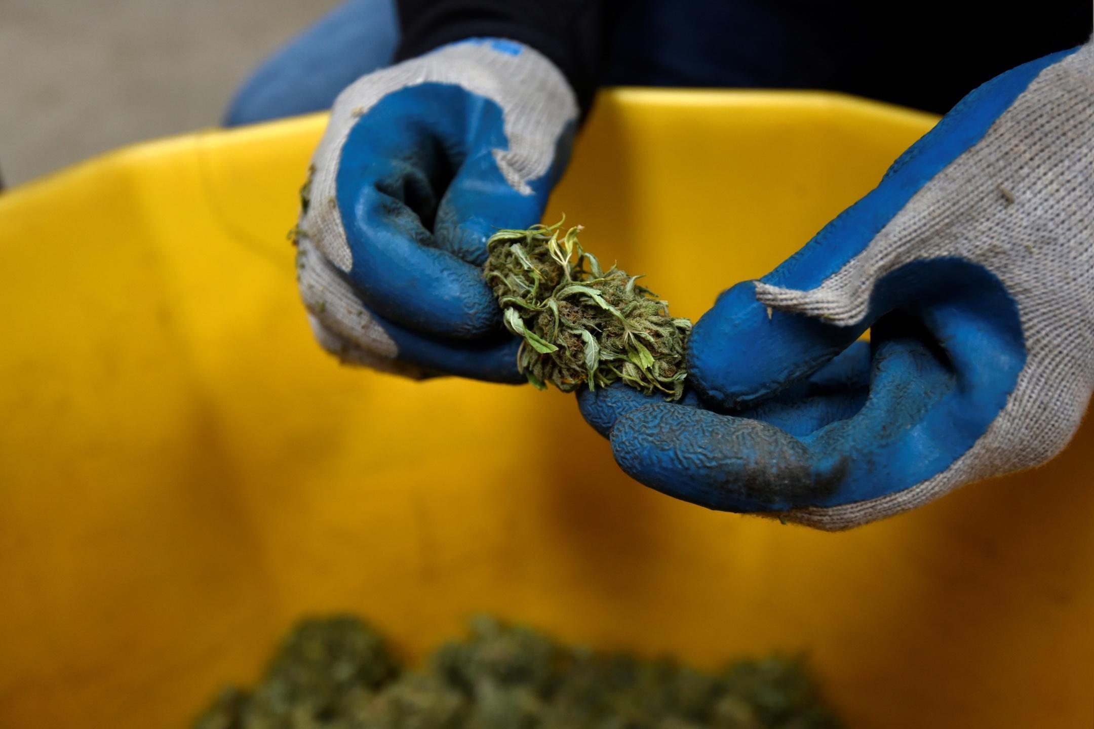 How the bill that ended the shutdown could threaten the U.S. hemp industry’s future