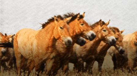 Video thumbnail: Eons How Horses Went From Food To Friends