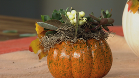 Succulents and Pumpkins: asset-mezzanine-16x9