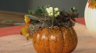 Succulents and Pumpkins