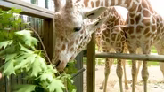 Vibe Check: Blake Becomes a Zookeeper for a Day