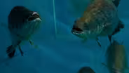 Australia's Barramundi