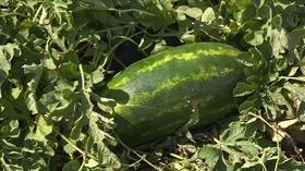 Video thumbnail: Backyard Farmer Backyard Farmer: Watermelon - Season Finale