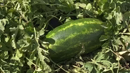 Backyard Farmer: Watermelon - Season Finale