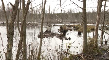 NJDEP invests in Atlantic White Cedar trees