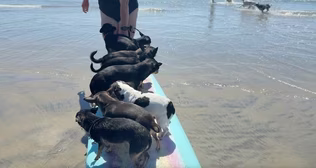 The Romping Canines of Dog Beach