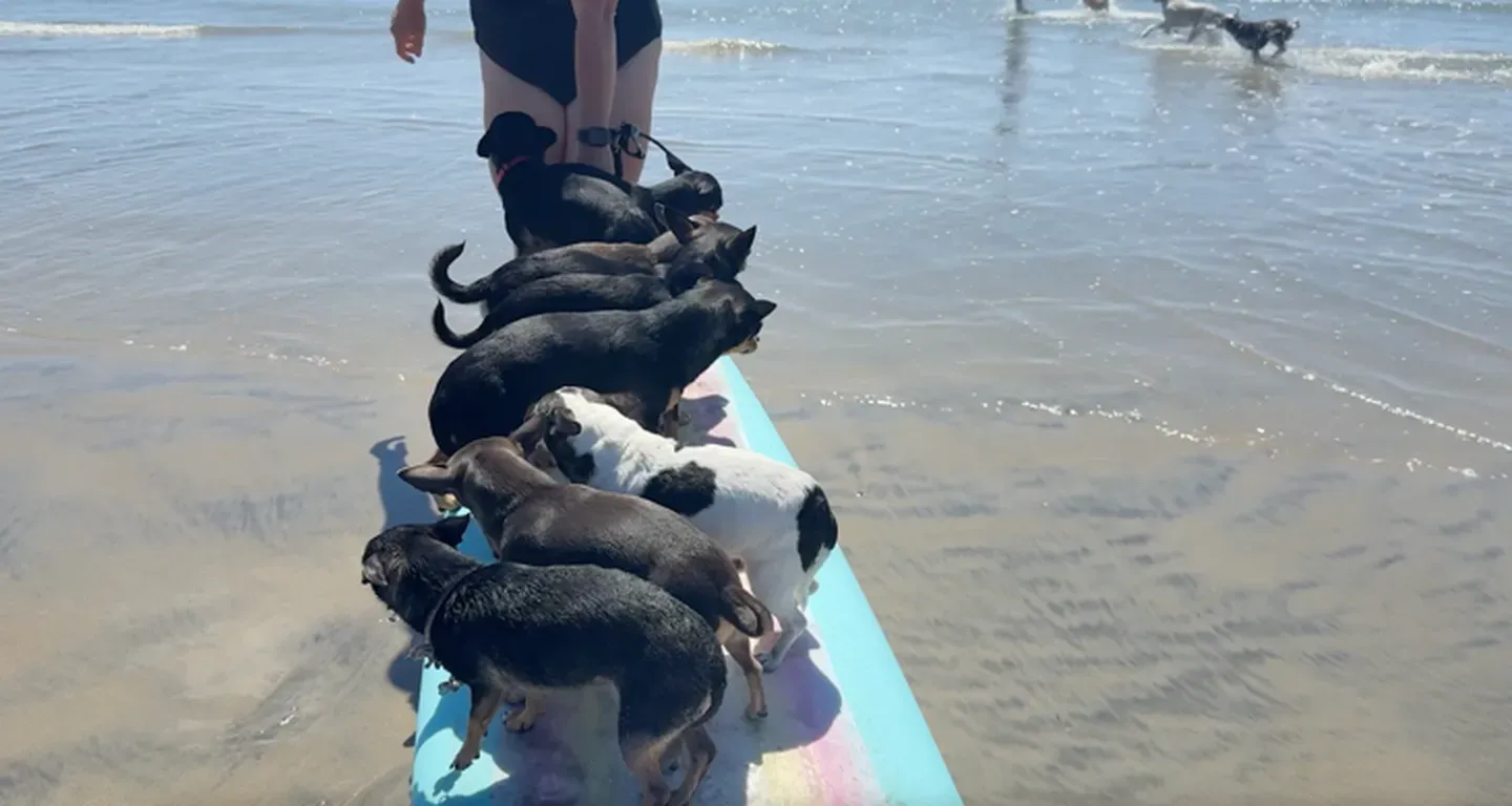 The Romping Canines of Dog Beach