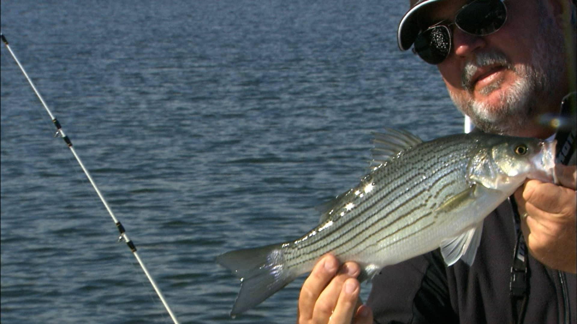 How to use side planer boards for Striped Bass-Team Old School 