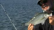 Hybrid Striper Morning