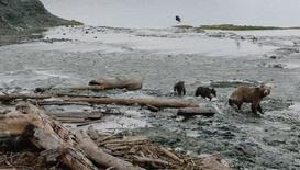 Wild Moments: Bears: asset-mezzanine-16x9
