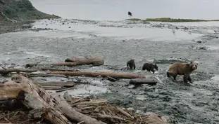 Wild Moments: Bears