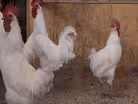 The Handle: Tom Wilson of McC Farm