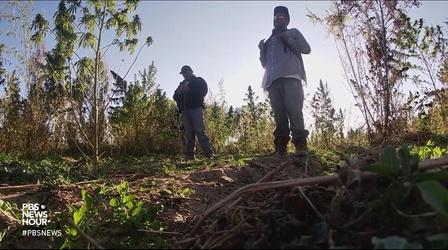 Video thumbnail: PBS NewsHour Hemp cultivation draws hesitation in Navajo Nation