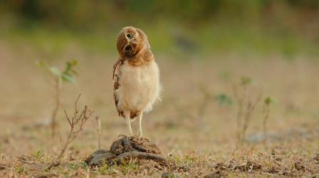 Video thumbnail: Colombia - Wild and Free Fun with the Burrowing Owls