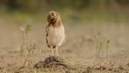 Fun with the Burrowing Owls