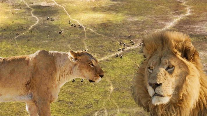 Big Cats Unleashed - What Makes a Big Cat Alpha?: asset-mezzanine-16x9