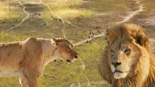 Big Cats Unleashed - What Makes a Big Cat Alpha?