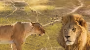 Big Cats Unleashed - What Makes a Big Cat Alpha?