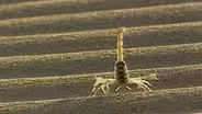 Desert Sand Dunes