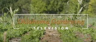 Oklahoma Gardening October 26, 2024