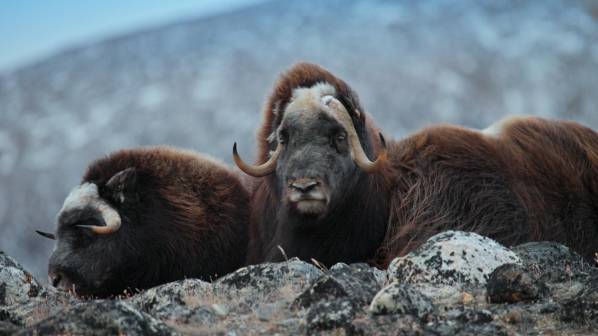 Monitoring Muskoxen Births in Arctic Greenland Changing