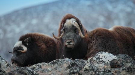 Video thumbnail: Changing Planet Monitoring Muskoxen Births in Arctic Greenland