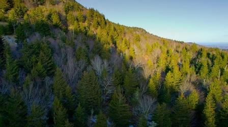 Video thumbnail: State of Change Keeping the Trees