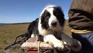 Working Dogs