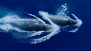 Ocean Voyagers