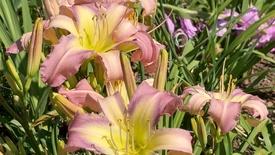 Daylilies: asset-mezzanine-16x9