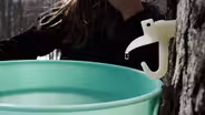 Tapping the Sugar Bush