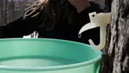 Tapping the Sugar Bush