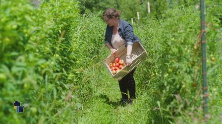 Video thumbnail: Wisconsin Life Pasture and Plenty