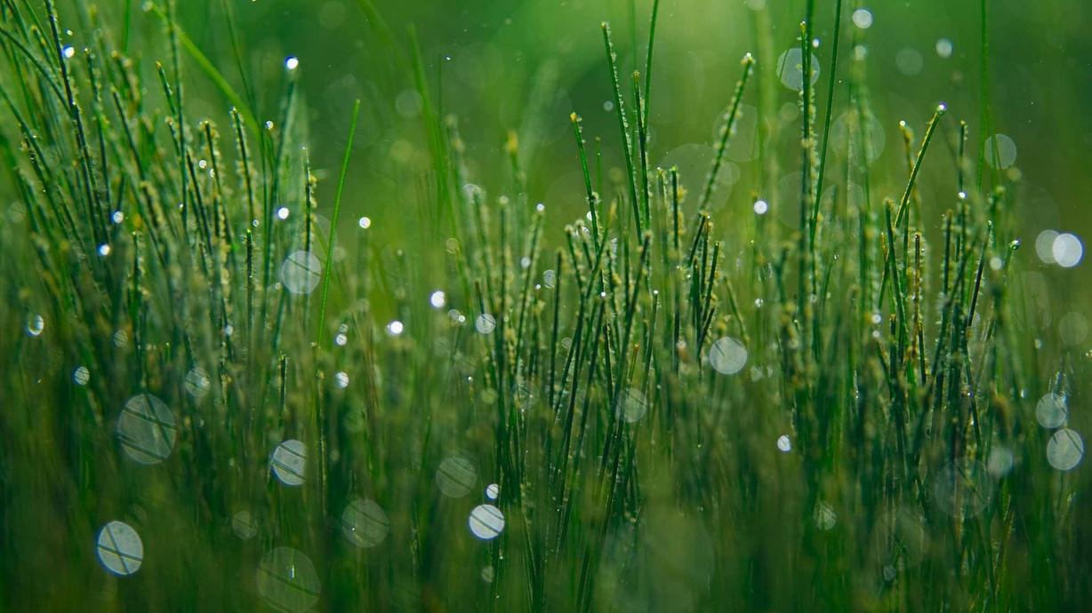 What Photosynthesis Looks Like Underwater Watch on PBS Wisconsin