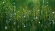 What Photosynthesis Looks Like Underwater