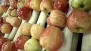Apple Crop Outlook