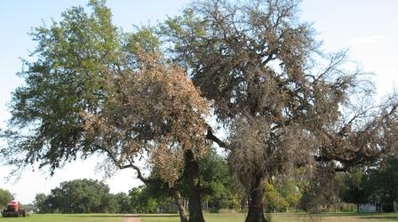 Video thumbnail: Central Texas Gardener Oak Wilt