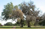 Oak Wilt
