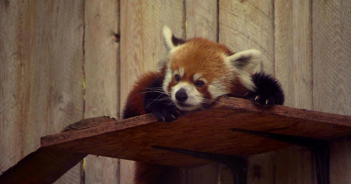Science Trek | Endangered Species Basics | PBS
