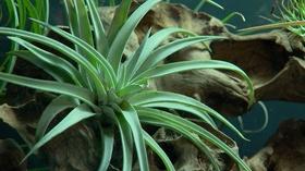 Video thumbnail: Virginia Home Grown Virginia Home Grown: Terrariums