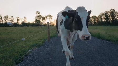 Video thumbnail: Made Here Faces of Vermont Agriculture