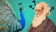 The Surprising Power of Sex in Evolution