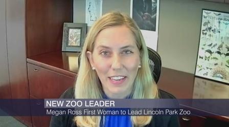 Video thumbnail: Chicago Tonight Lincoln Park Zoo Names Megan Ross as Next Leader