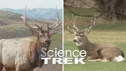 Elk: Deer or Elk?