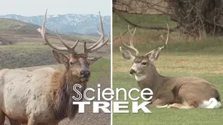 Elk: Deer or Elk?