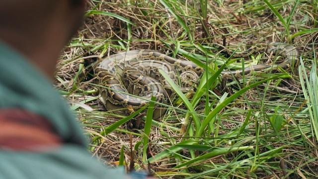 Tracking a Burmese Python with Biologists in Florida