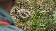 Tracking a Burmese Python with Biologists in Florida
