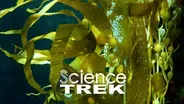 Oceans: Saving Kelp with AI and ROV