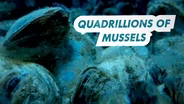 Quadrillions of Mussels Could Doom This Fish